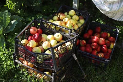 Apples Stock Photos