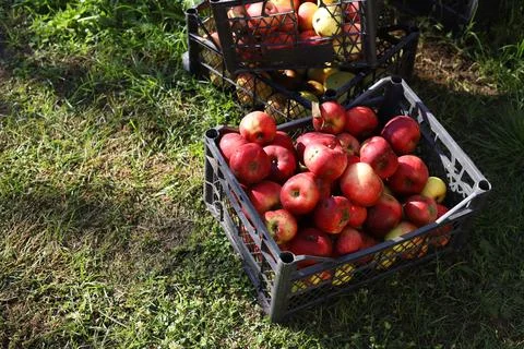 Apples Stock Photos