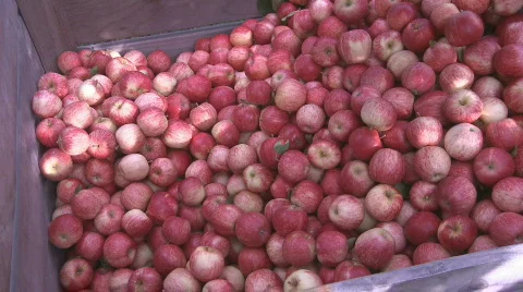 Apples placed in orchard bin Stock-Footage 339064