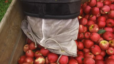 Apples places into orchard bin Stock Footage 95964324