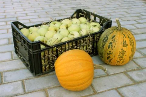 Apples in a plastic box and pumpkins Stock Photos