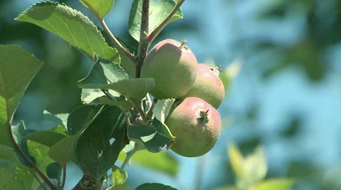 Apples Production-004 Video stock 32711777