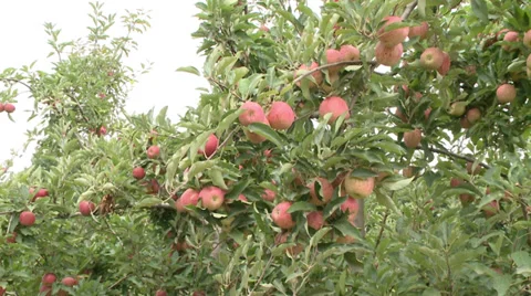 Apples production HD-02 Video stock 37449772