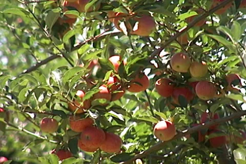 Apples Production SD-06 Video stock 37599057