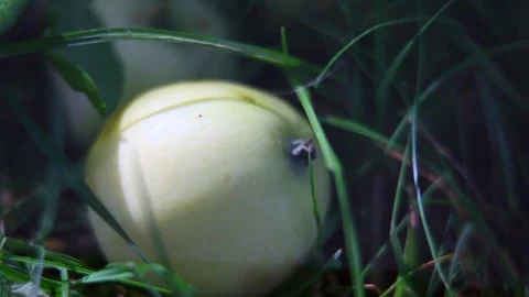 Apples in the rain 1 Stock Footage 93128973