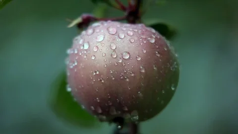Apples in the rain 2 Stock Footage 93129816