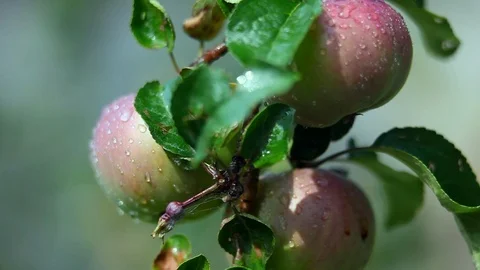 Apples in the rain 3 Stock Footage 93131062