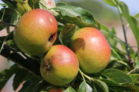 Apples ready to pick from a tree Stock Photos