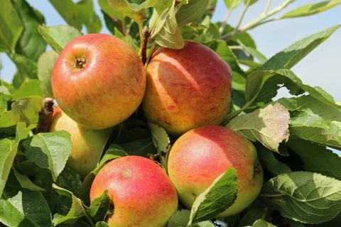 Apples ready to pick from a tree Stock Photos