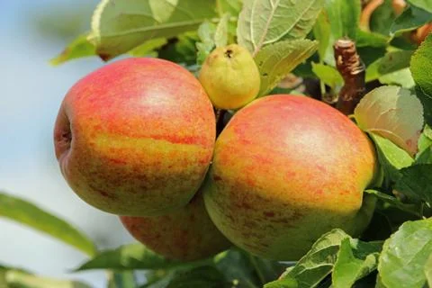 Apples ready to pick from a tree Stock Photos