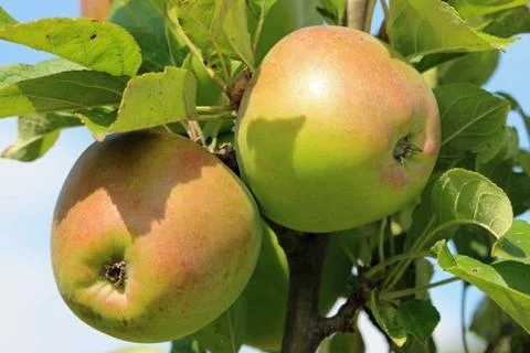 Apples ready to pick from a tree Stock Photos