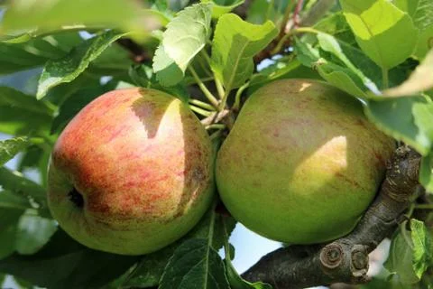 Apples ready to pick from a tree Foto stock