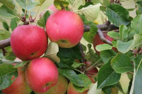 Apples ready to pick from a tree Stock Photos
