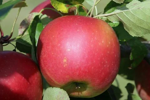 Apples ready to pick from a tree Stock-Fotos