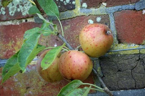 Apples ready to pick from a tree Stock Photos