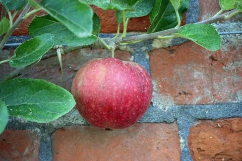Apples ready to pick from a tree Stock Photos