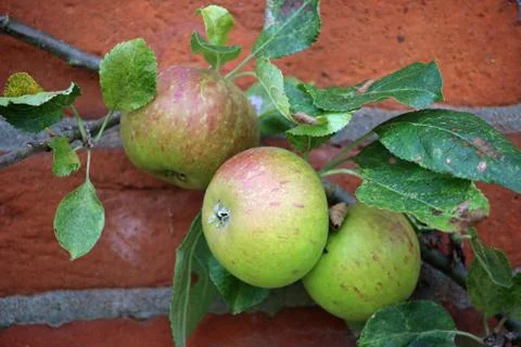 Apples ready to pick from a tree Stock Photos