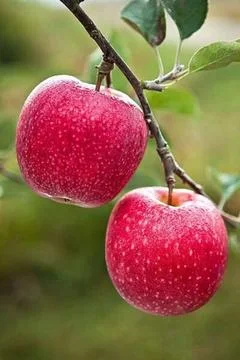 Apples red Fotos Stock