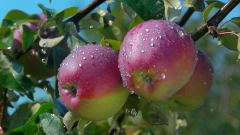Apples with red sides hang on branches in summer rain Stock Footage 233621654