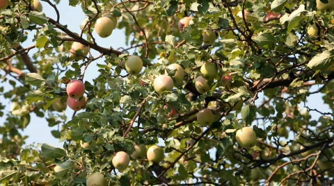 Apples red yellow on tree P HD 2058 Stock Footage 502320