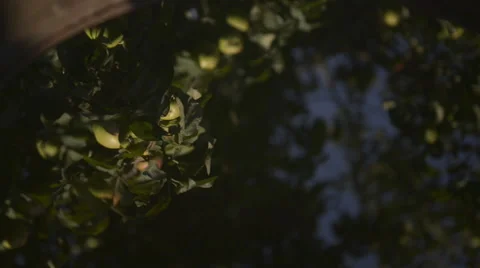 Apples reflections on still water in old butt Stock Footage 60646905