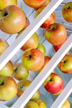 Apples in the refrigerator Stock Photos