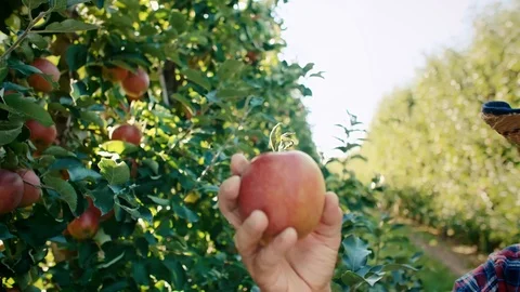 Apples right from the plantation Stock Footage 117354801