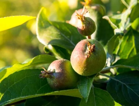 Apples ripen Stock Photos
