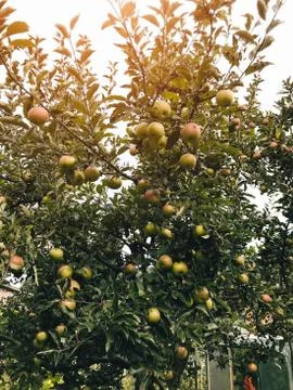 Apples ripen on the tree in summer Stock Photos