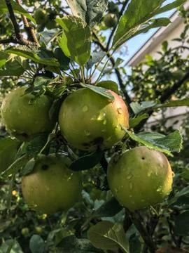 Apples ripen on the tree in summer Stock Photos