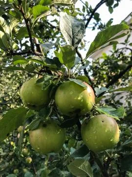 Apples ripen on the tree in summer Stock Photos