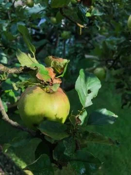 Apples ripen on the tree in summer Stock Photos