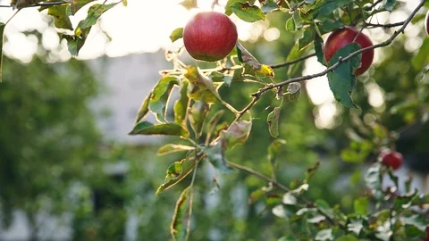 The apples ripen under the warm rays of the sun. Red apples on apple tree branch 動画素材 96591022