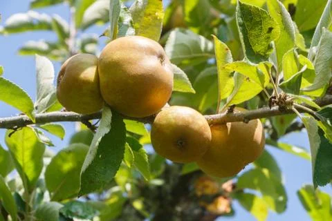 Apples ripening on an apple tree Stock Photos
