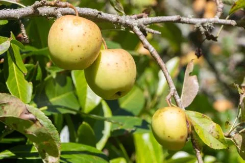 Apples ripening on an apple tree Foto stock