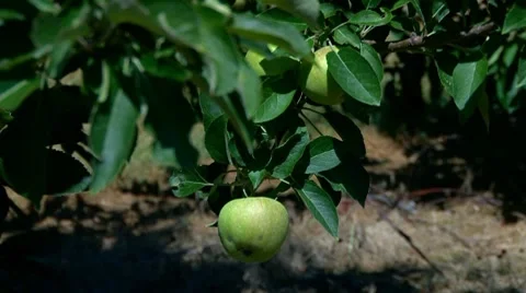 Apples ripening under the summer sun Video stock 7906956