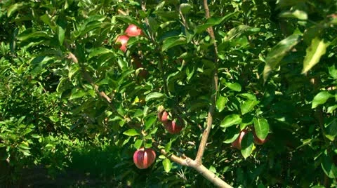 Apples ripening under the summer sun 動画素材 10902567