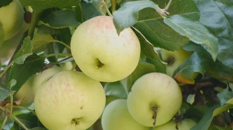 Apples ripenining on tree Stock Footage 58602066