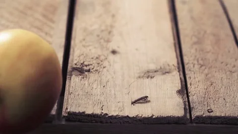 Apples roll down the old boards. Red apples rolling on the rustic table. Stock Footage 84953711