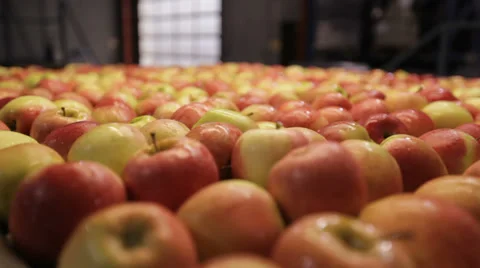 Apples rolling down a line Vídeo Stock 32787266