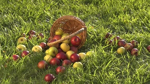 Apples rolling on the grass from the overturned basket. Video stock 95488529