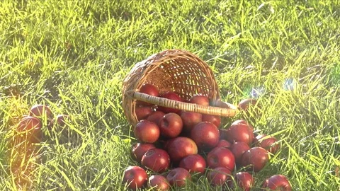Apples rolling on the grass from the overturned basket. Stock Footage 99554979