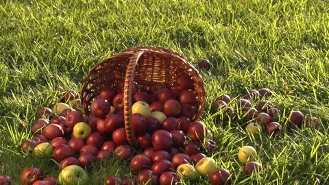 Apples rolling on the grass from the overturned basket. Video stock 99554986