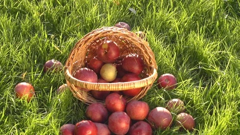 Apples rolling on the grass from the overturned basket. Video stock 119983169