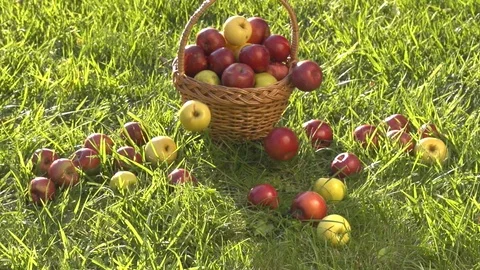 Apples rolling on the grass from the overturned basket. Stock-Footage 120194127