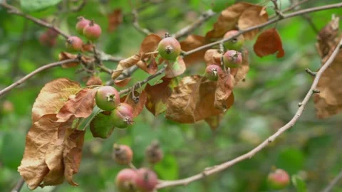 Apples rotting on branch of old tree with brown dry leaves Stock Footage 201555673