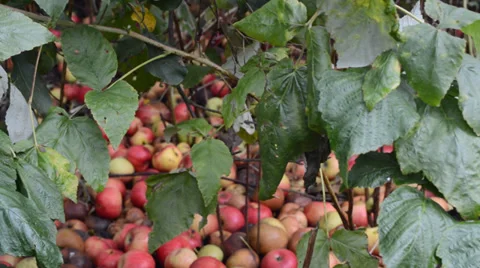 Apples rotting on the ground Vidéo 30498482