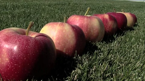 Apples in a  row Video stock 948523