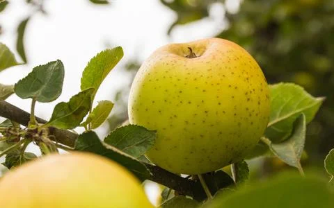 Apples Russet on the Tree 스톡 사진