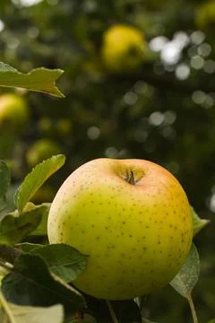 Apples Russet on the Tree Stock Photos